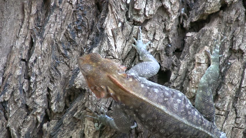 A lizard eating ant eggs