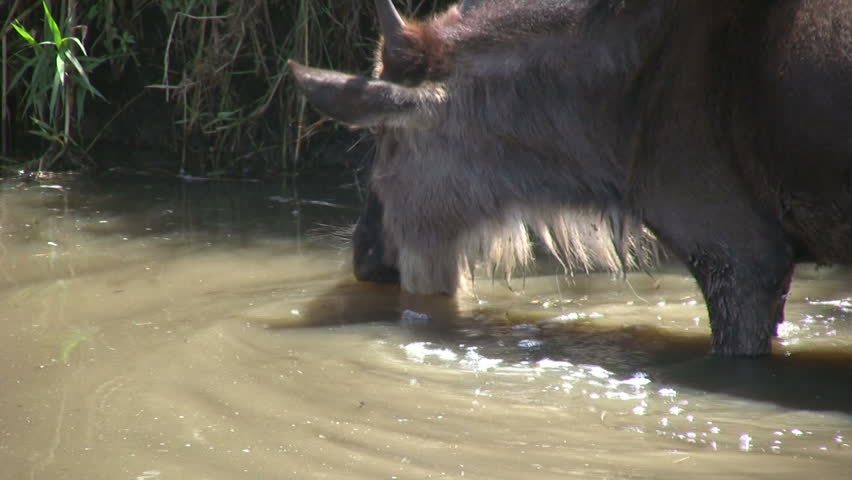 Close up of a wildebeest drinking