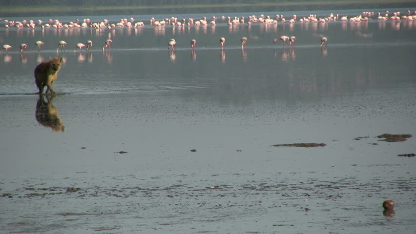 Hyena walks by flamingos