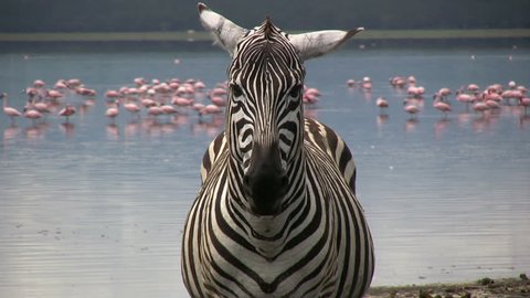 Close up of a zebra with flamingos in the background