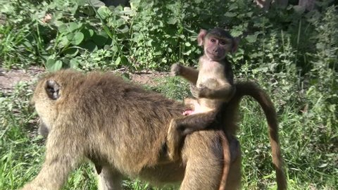 A baboon mother with her baby