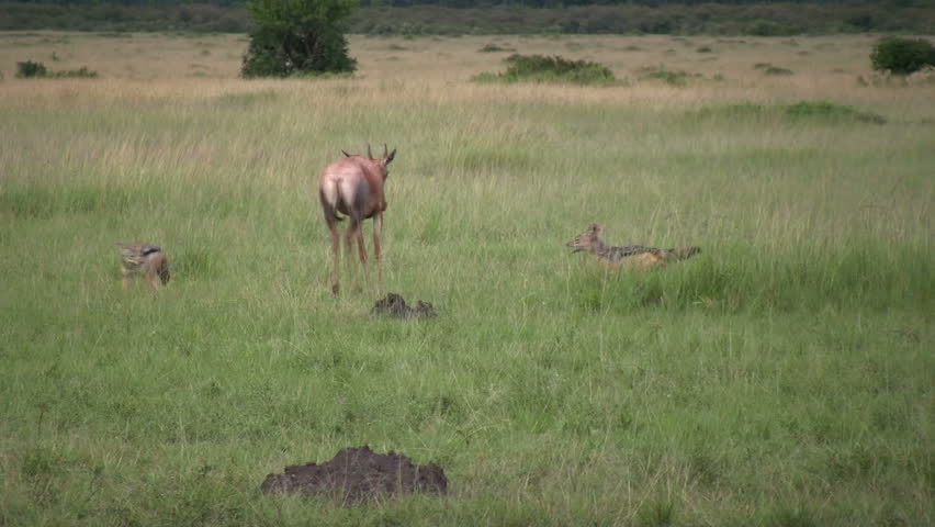 A young antelope repels an attack from a pair of jackals