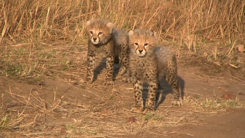 Cheetah mother walking with cubs