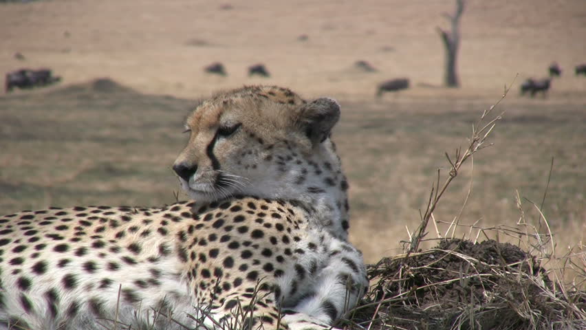 A cheetah resting