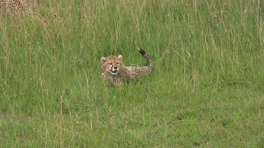 close up of cheetah cub 