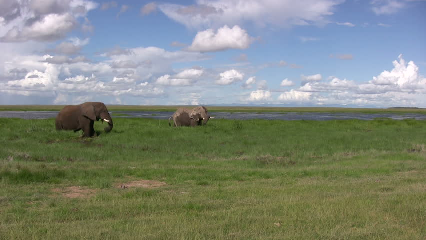 Two elephants grazing