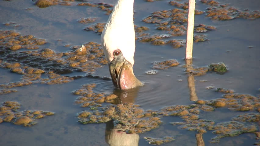 Close up of flamingo feeding