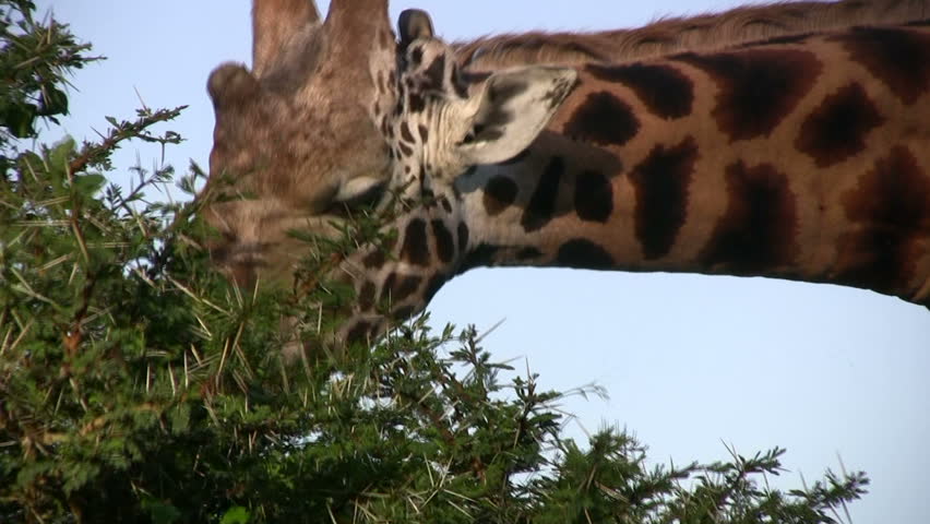 A giraffe eating