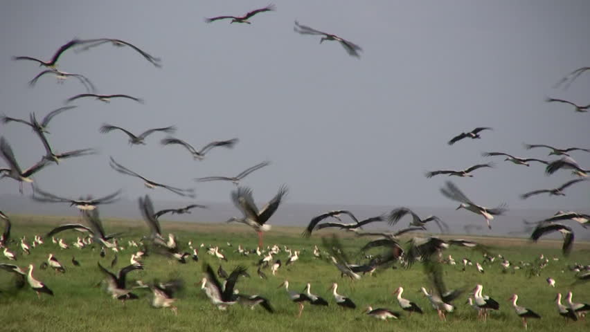 A flock of white storks arrive in Africa