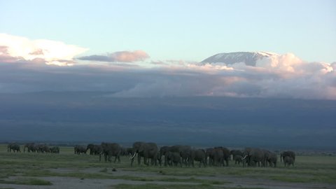 A herd of elephants walk the savanna in the shadow of Mount Kilimanjaro
