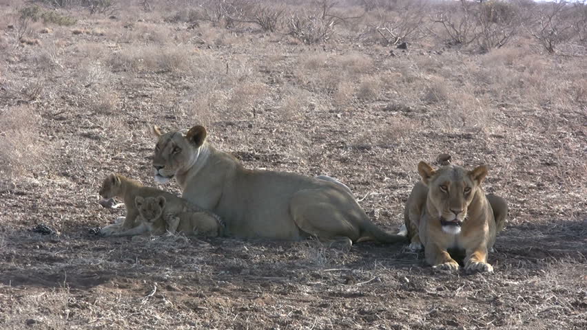 A lioness with very small cub
