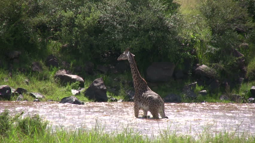 A giraffe crossing a river