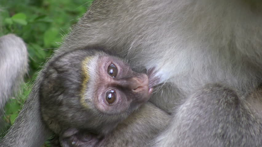 An infant monkey nursing