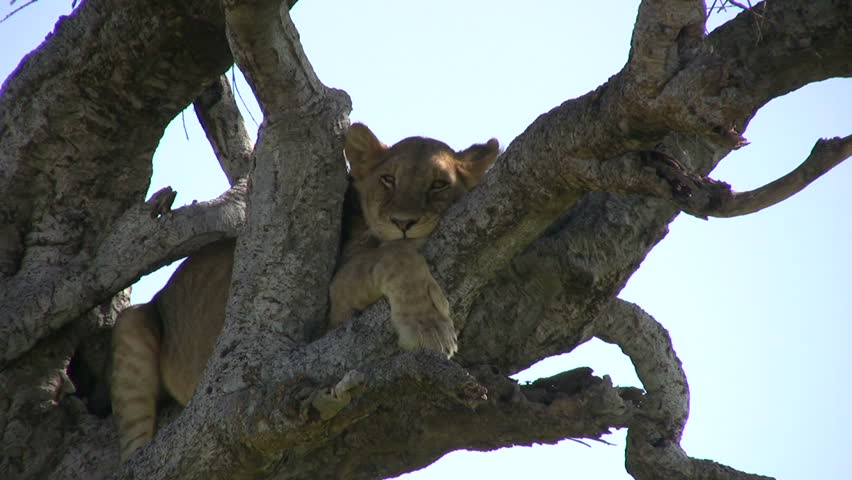 A young lioness resting in a tree 