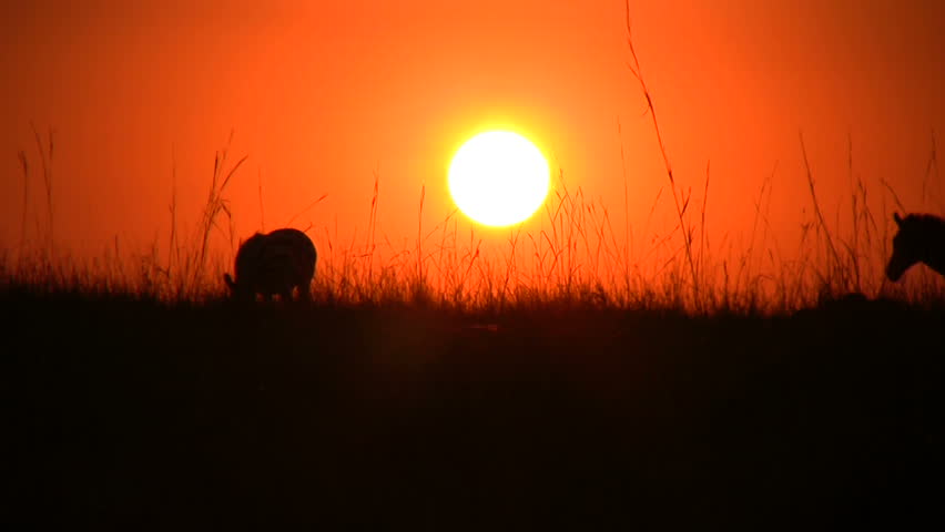 Zebras walk past the setting sun