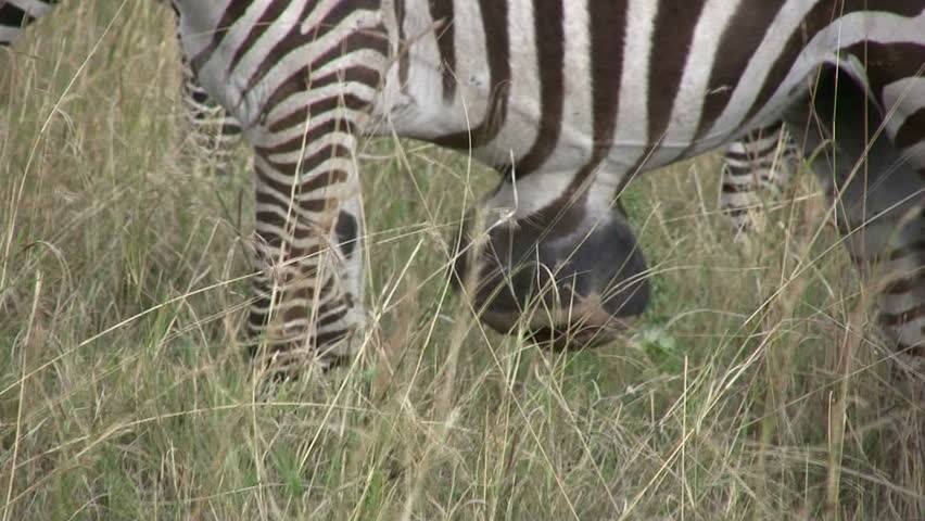Zebra with a tumor