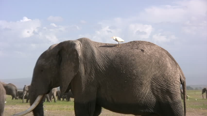 African elephant with a bird on its back
