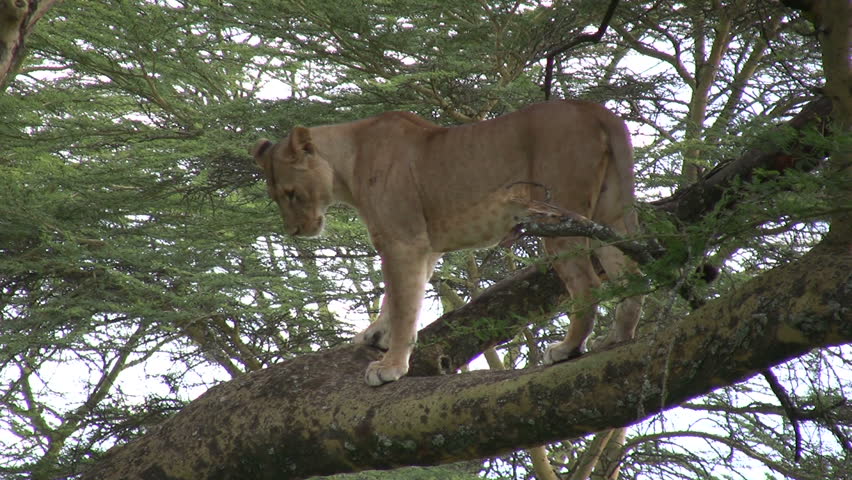 A lioness grooms herself standing on a tree limb