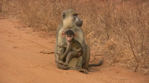 Baboon mother with her baby