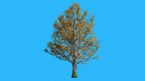 Sugar Maple Tree is Swaying at the Wind on Chroma Key, Alfa and Blue Screen, Tree on Alfa Mate, Tree on Alfa Channel, Alpha Mate, Alpha Channel, Yellow Tree Leaves are Fluttering on a Crown, Thin