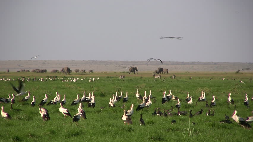 White storks flying over a herd of elephants