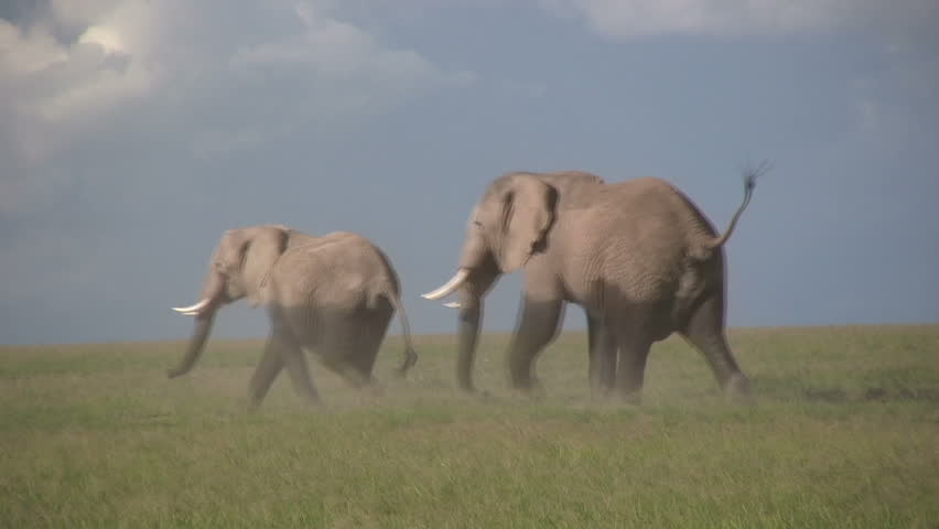 Bull elephant in heat courting a female elephant