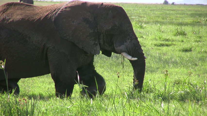 Bull elephant in heat