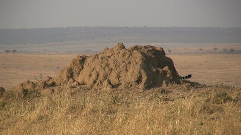 cheetah and cubs climbing a termite hill