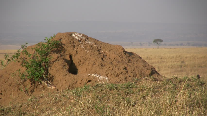 Cheetah climbing a termite hill