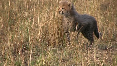 cheetah cub learning to stalk