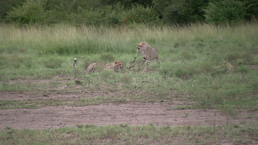 Cheetah cubs fighting for left overs
