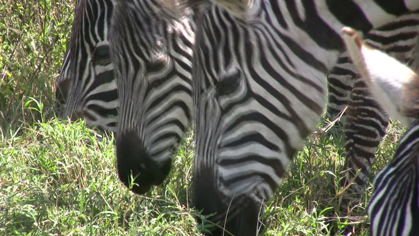 Close up of zebras eating