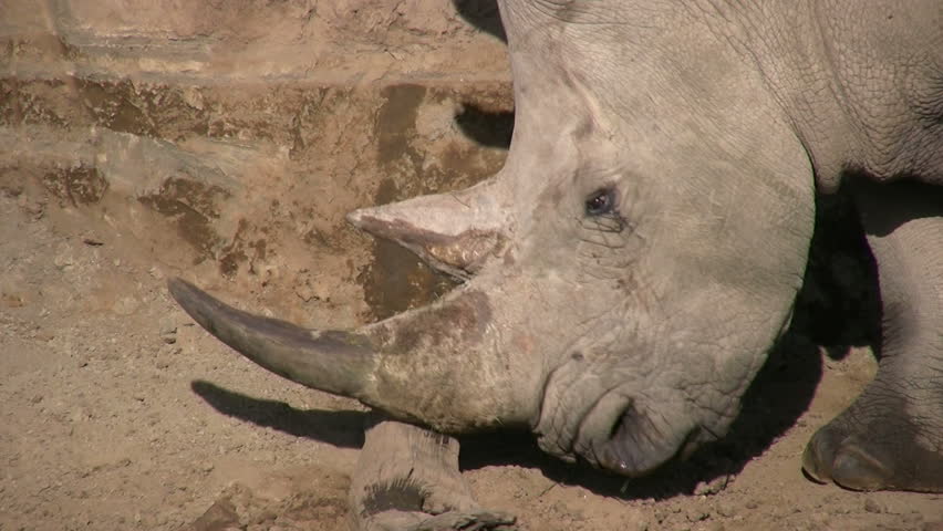 Rhinoceros by a watering hole.