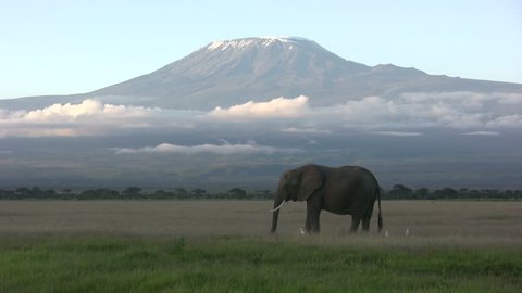 Elephant feeding beneath Mount Kilimanjaro mountain