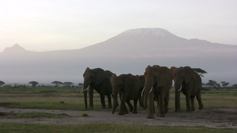 elephants and Mount Kilimanjaro