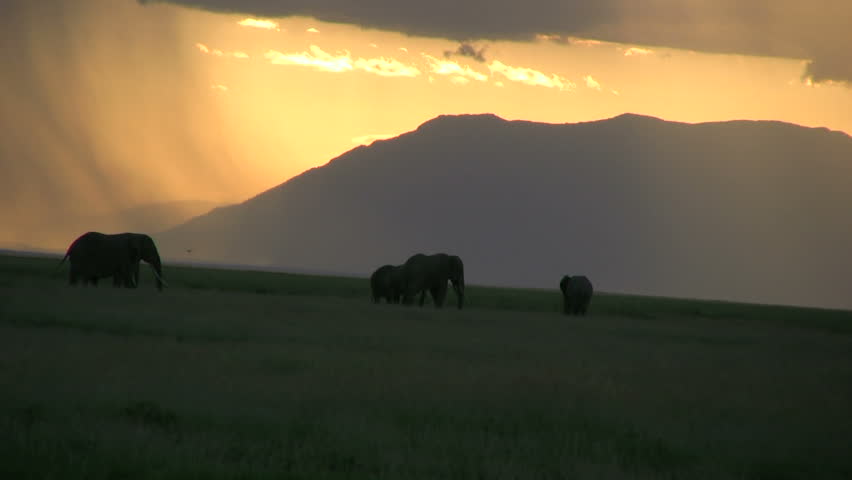 Elephants and suns rays in the distance