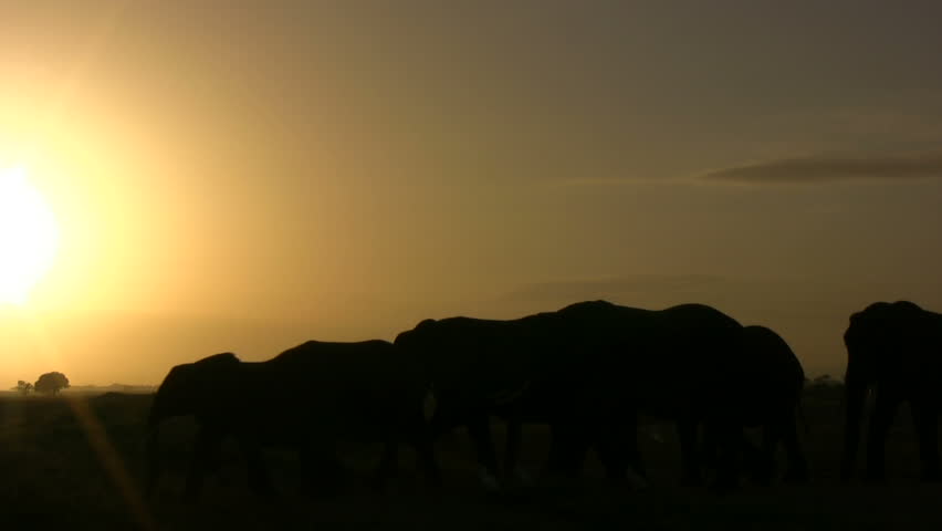 elephants crossing through sunset