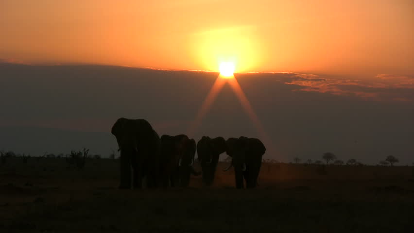 elephants passing in the sunlight
