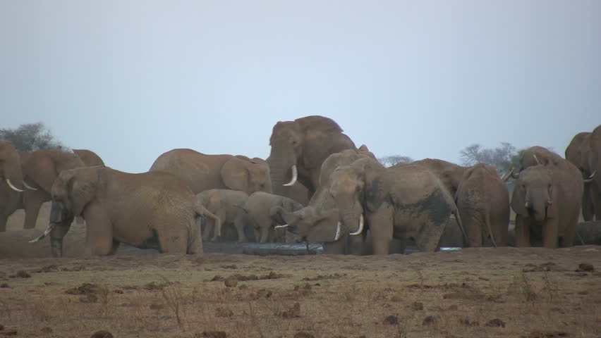 A herd of elephants digging for water