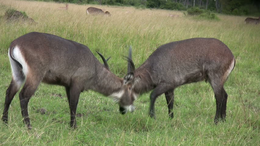 Antelopes fighting