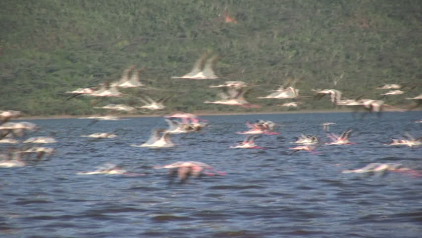 Flamingos in flight in front of a cliff