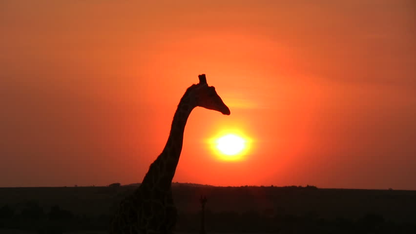giraffe walks across the setting sun