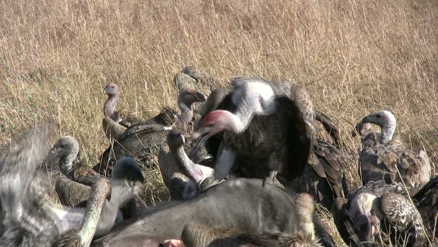 group of vultures on a kill