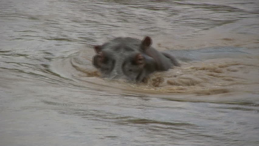 A hippopotamus swimming.