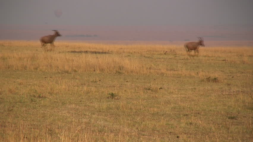 A hippopotamus walking across the savanna