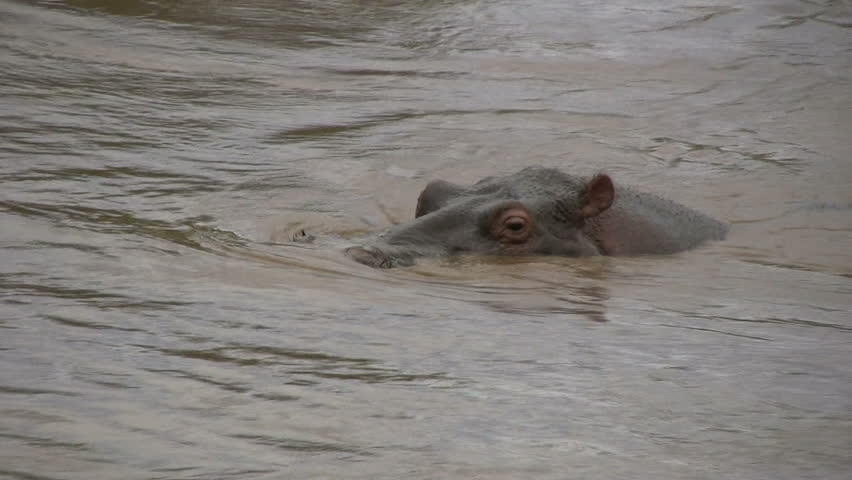 Hippo yawning in the river