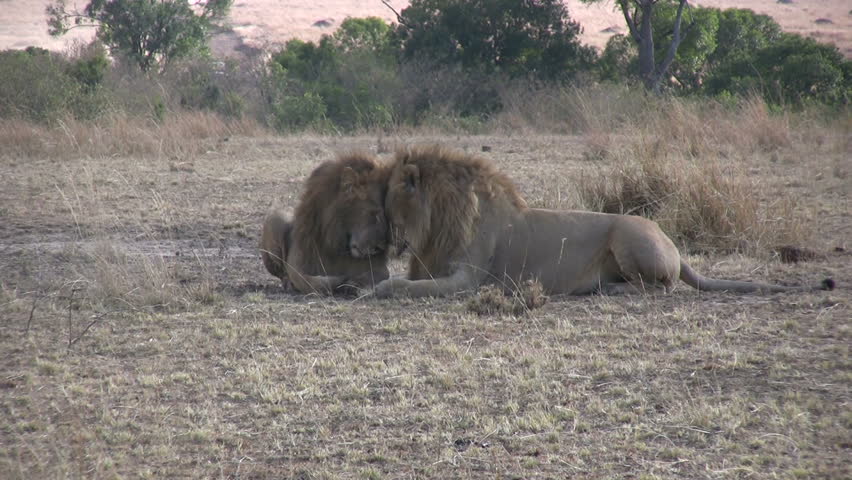 Two male lions exhibiting affection.