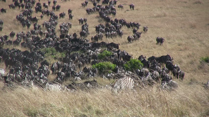 Large herd of wildebeests migrating