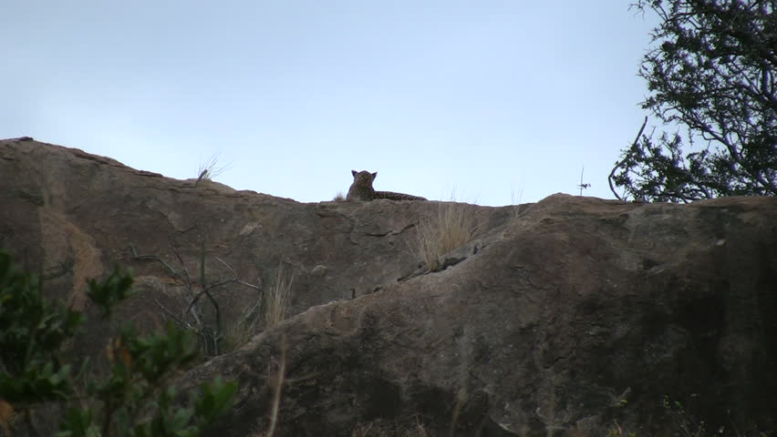 A leopard on top of a rock hill.