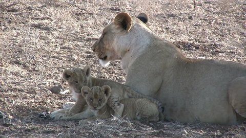 A lioness with her cubs